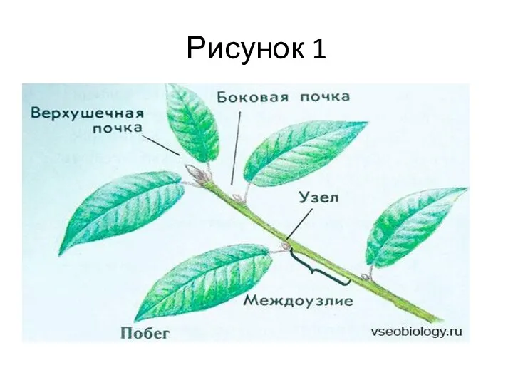 Рисунок 1