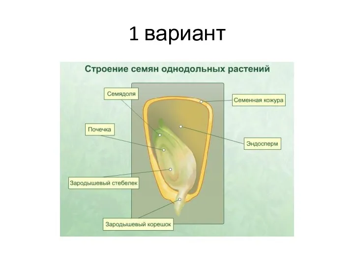 1 вариант