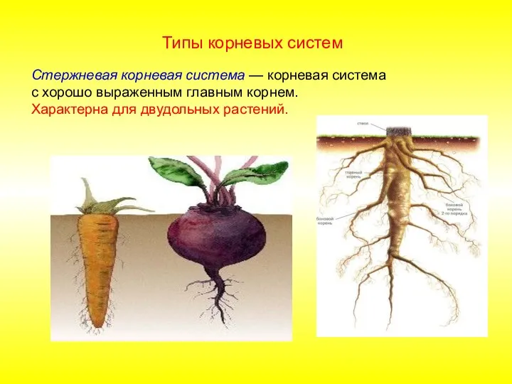 Стержневая корневая система — корневая система с хорошо выраженным главным