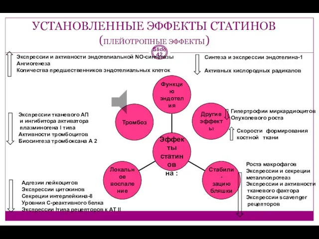 УСТАНОВЛЕННЫЕ ЭФФЕКТЫ СТАТИНОВ (ПЛЕЙОТРОПНЫЕ ЭФФЕКТЫ) Slide Экспрессии и активности эндотелиальной NO-синтетазы Ангиогенеза Количества