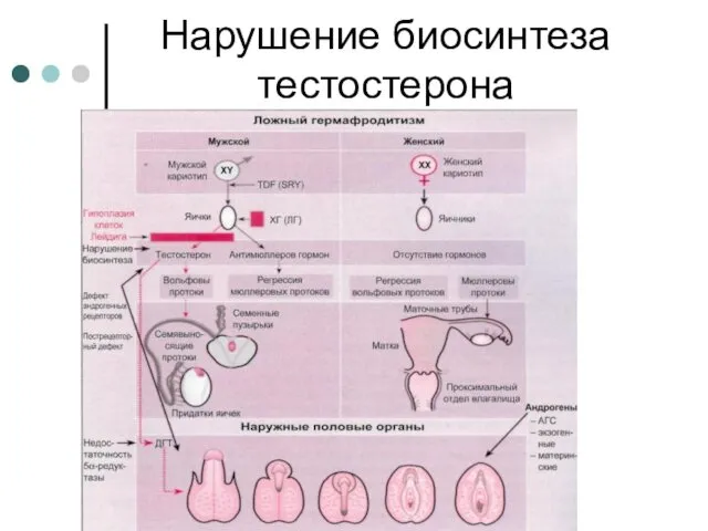 Нарушение биосинтеза тестостерона