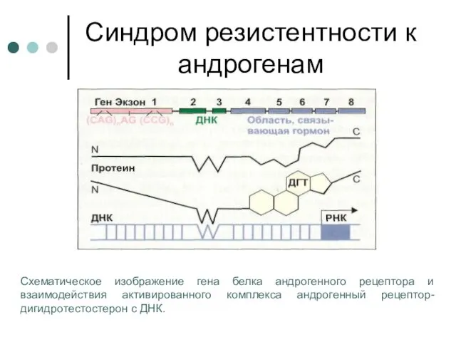 Синдром резистентности к андрогенам Схематическое изображение гена белка андрогенного рецептора