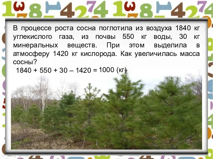 В процессе роста сосна поглотила из воздуха 1840 кг углекислого