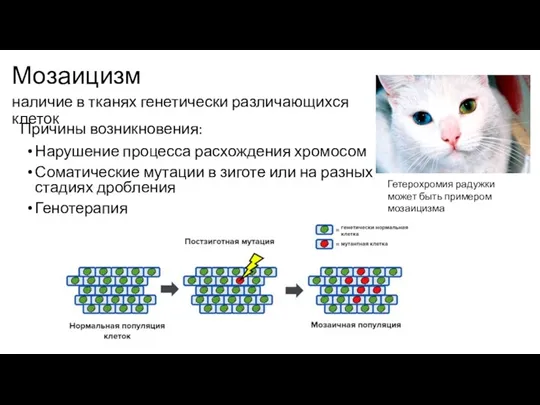 Мозаицизм Причины возникновения: наличие в тканях генетически различающихся клеток Нарушение