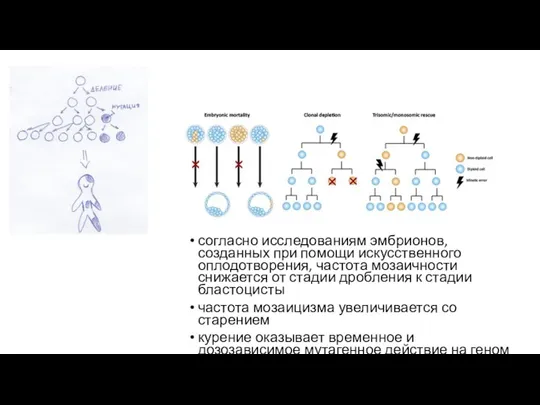 согласно исследованиям эмбрионов, созданных при помощи искусственного оплодотворения, частота мозаичности