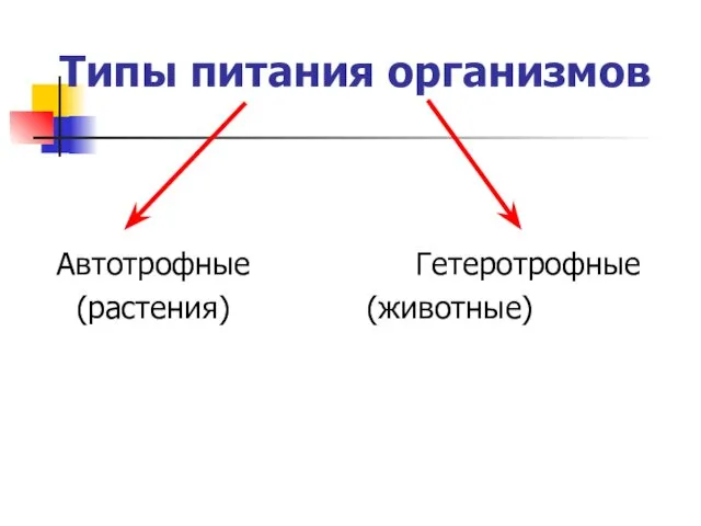 Типы питания организмов Автотрофные Гетеротрофные (растения) (животные)