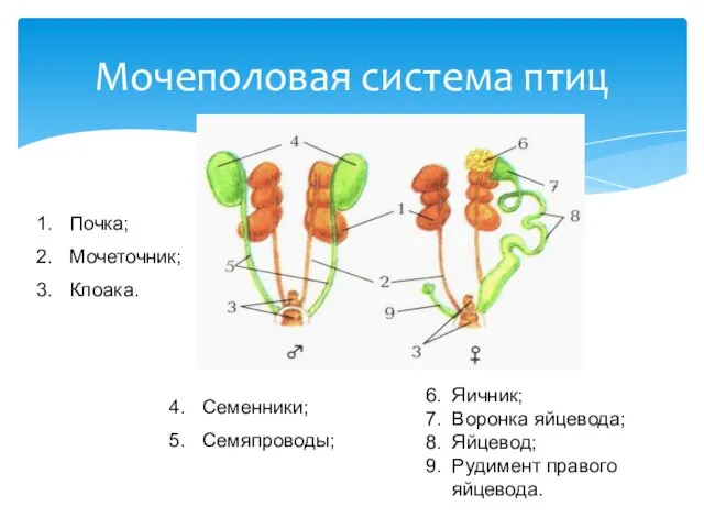 Мочеполовая система птиц Почка; Мочеточник; Клоака. Семенники; Семяпроводы; 6. Яичник;