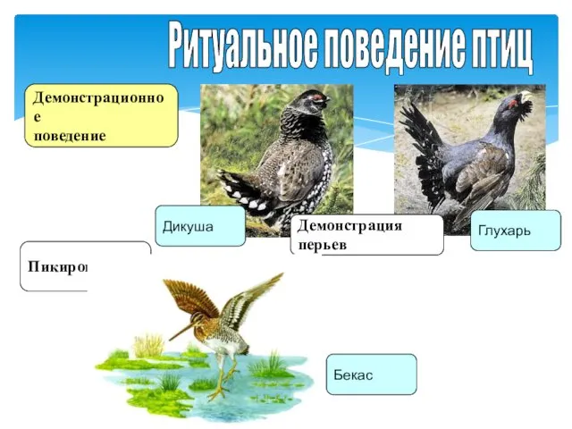 Ритуальное поведение птиц Демонстрационное поведение Пикирование Демонстрация перьев Дикуша Глухарь Бекас