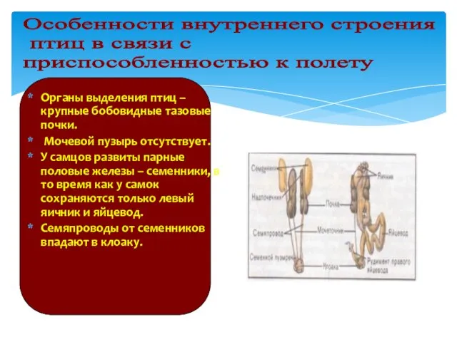 Органы выделения птиц – крупные бобовидные тазовые почки. Мочевой пузырь