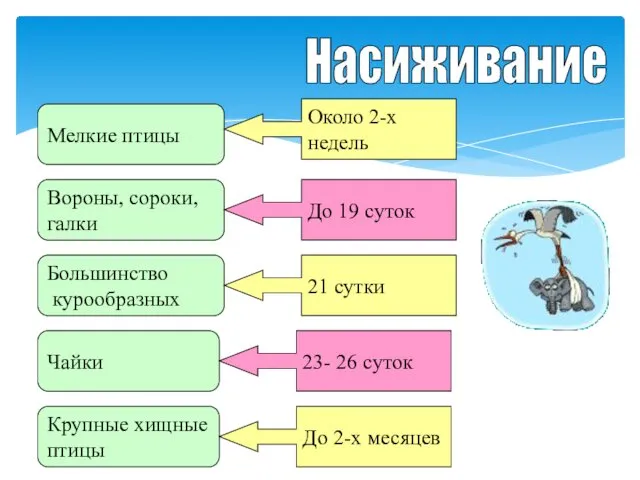 Насиживание Мелкие птицы Вороны, сороки, галки Большинство курообразных Чайки Крупные