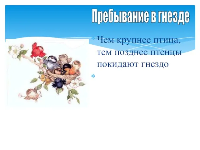 Чем крупнее птица, тем позднее птенцы покидают гнездо У многих