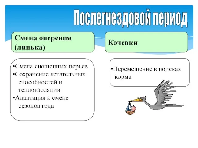 Послегнездовой период Смена оперения (линька) Кочевки Смена сношенных перьев Сохранение