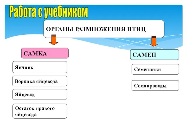 ОРГАНЫ РАЗМНОЖЕНИЯ ПТИЦ САМКА САМЕЦ Работа с учебником Яичник Семенники