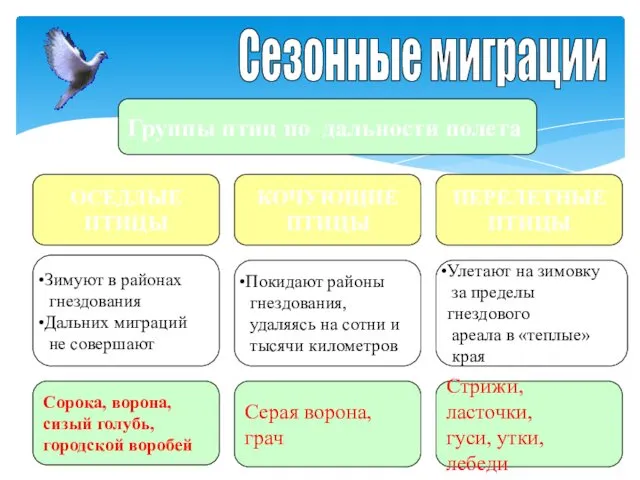 Сезонные миграции Группы птиц по дальности полета ОСЕДЛЫЕ ПТИЦЫ КОЧУЮЩИЕ