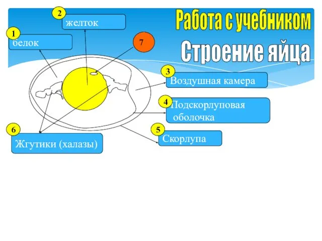 Строение яйца Работа с учебником белок желток Жгутики (халазы) Подскорлуповая