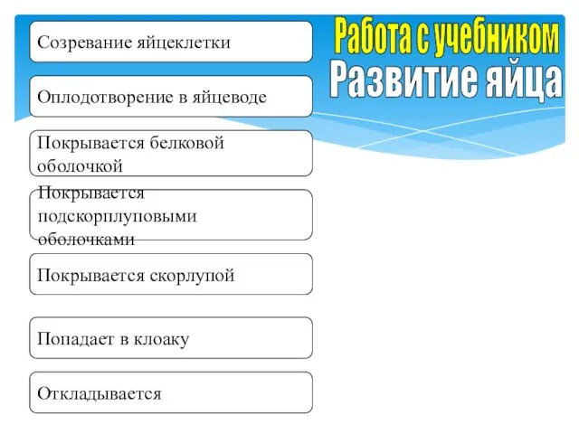 Развитие яйца Работа с учебником Созревание яйцеклетки Оплодотворение в яйцеводе