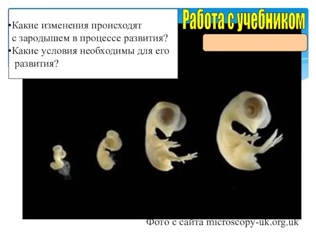 Стадии развития зародыша птицы. Фото с сайта microscopy-uk.org.uk Работа с