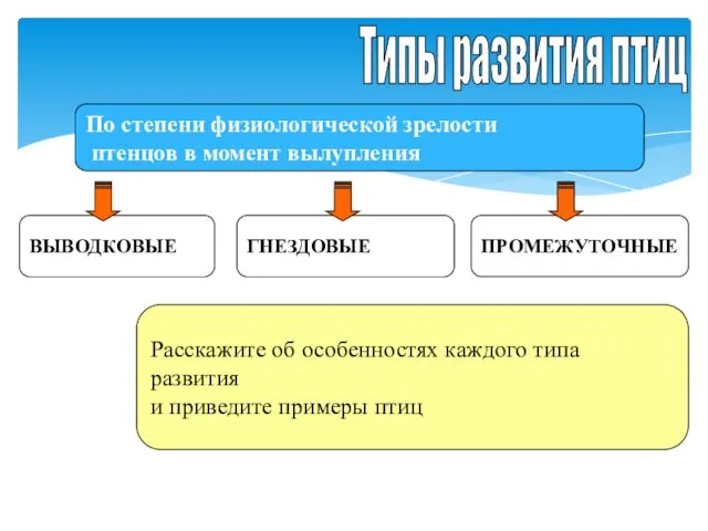 Типы развития птиц По степени физиологической зрелости птенцов в момент