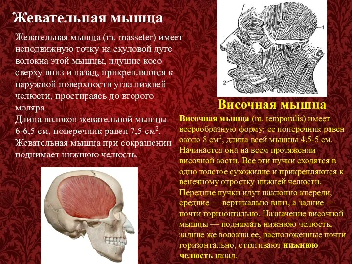 Жевательная мышца Жевательная мышца (m. masseter) имеет неподвижную точку на