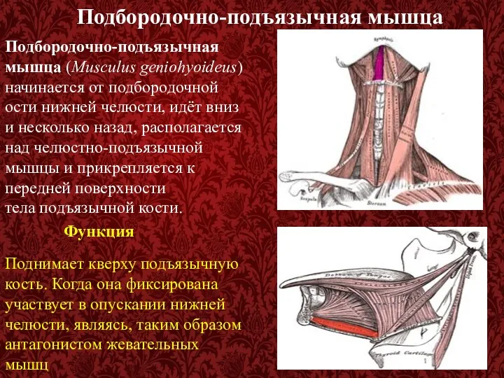 Подбородочно-подъязычная мышца Подбородочно-подъязычная мышца (Musculus geniohyoideus) начинается от подбородочной ости