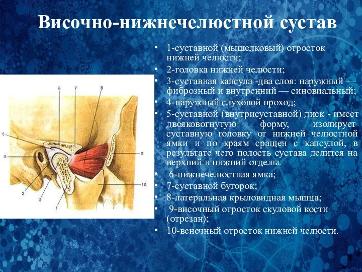 Височно-нижнечелюстной сустав 1-суставной (мышелковый) отросток нижней челюсти; 2-головка нижней челюсти;