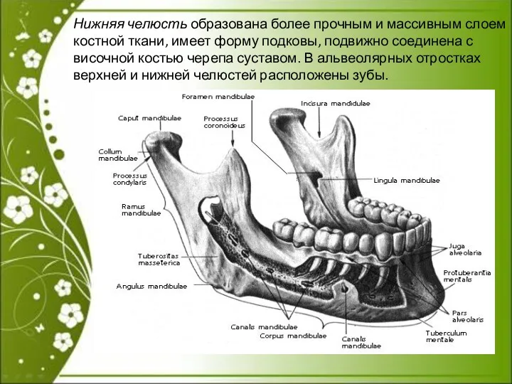 Нижняя челюсть образована более прочным и массивным слоем костной ткани,