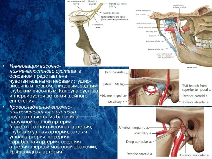 Иннервация височно-нижнечелюстного сустава в основном представлена чувствительными нервами: ушно-височным нервом,