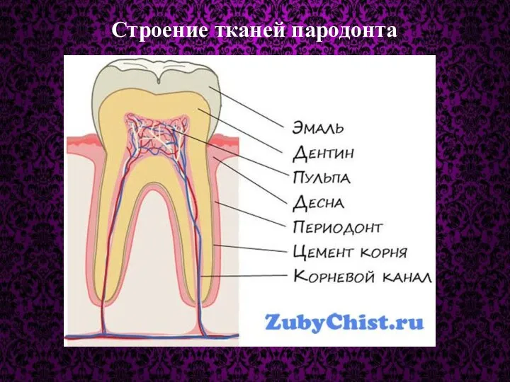 Строение тканей пародонта