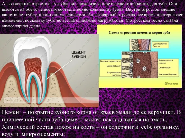 Альвеолярный отросток – углубление, локализованное в челюстной кости, для зуба.