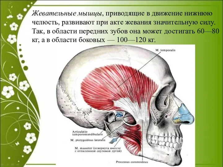 Жевательные мышцы, приводящие в движение нижнюю челюсть, развивают при акте