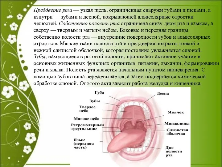 Преддверие рта — узкая щель, ограниченная снаружи губами и щеками,