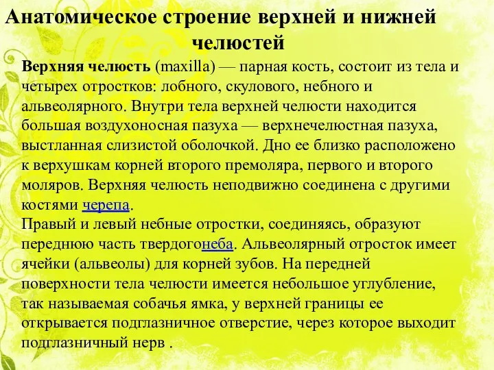 Анатомическое строение верхней и нижней челюстей Верхняя челюсть (maxilla) —