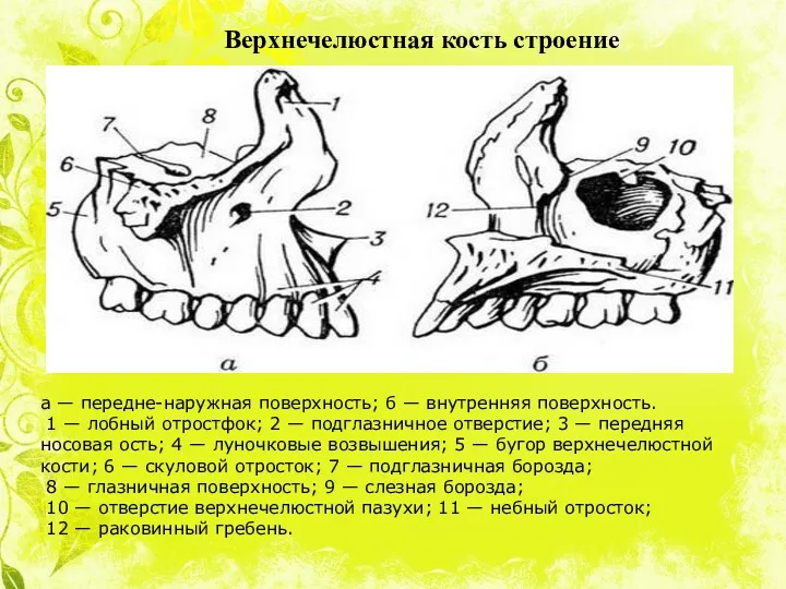 а — передне-наружная поверхность; б — внутренняя поверхность. 1 —