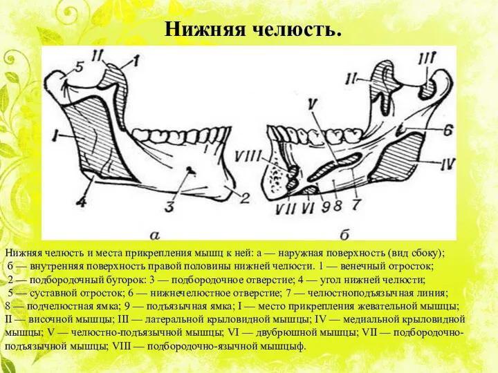 Нижняя челюсть и места прикрепления мышц к ней: а —