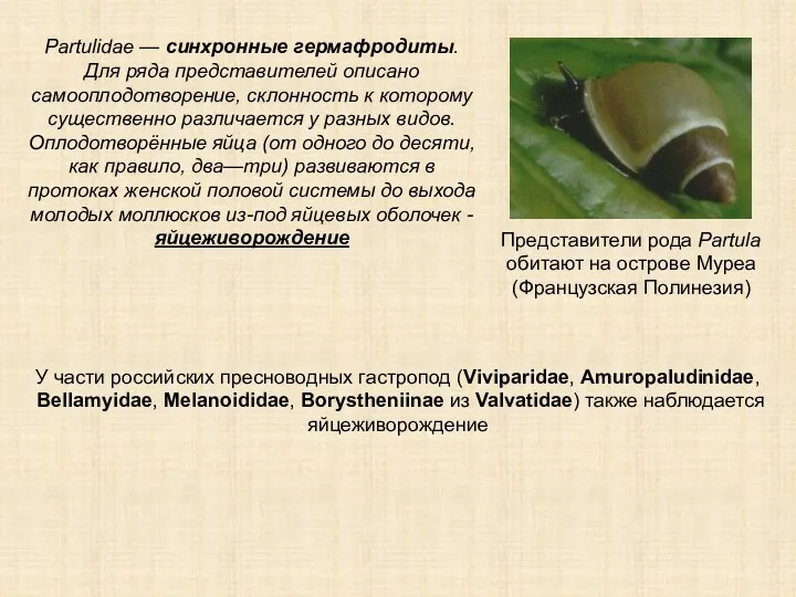 Partulidae — синхронные гермафродиты. Для ряда представителей описано самооплодотворение, склонность