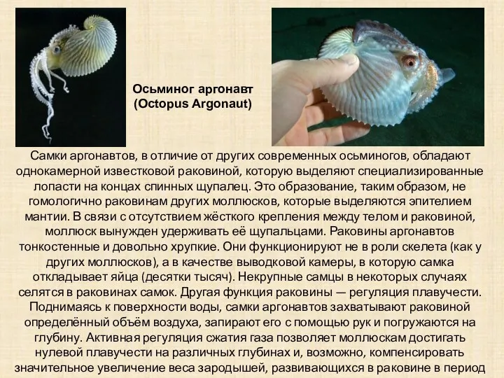 Самки аргонавтов, в отличие от других современных осьминогов, обладают однокамерной