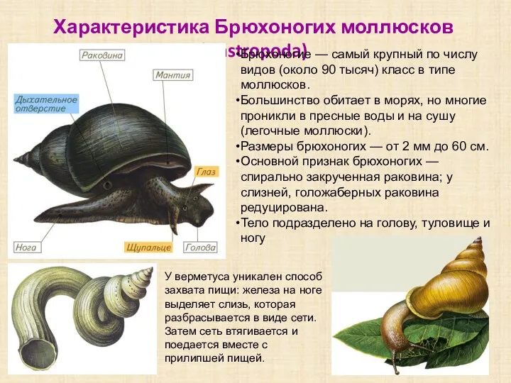 Характеристика Брюхоногих моллюсков (Gastropoda) Брюхоногие — самый крупный по числу
