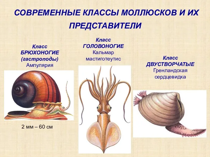 СОВРЕМЕННЫЕ КЛАССЫ МОЛЛЮСКОВ И ИХ ПРЕДСТАВИТЕЛИ Класс БРЮХОНОГИЕ (гастроподы) Ампулярия