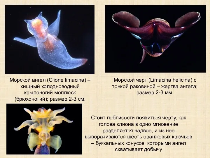 Морской ангел (Clione limacina) – хищный холодноводный крылоногий моллюск (брюхоногий);