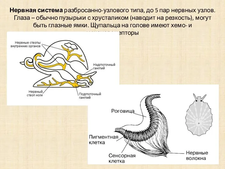 Нервная система разбросанно-узлового типа, до 5 пар нервных узлов. Глаза