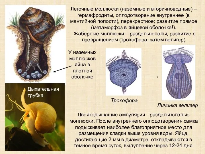 Легочные моллюски (наземные и вторичноводные) – гермафродиты, оплодотворение внутреннее (в