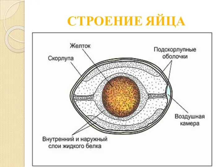 СТРОЕНИЕ ЯЙЦА