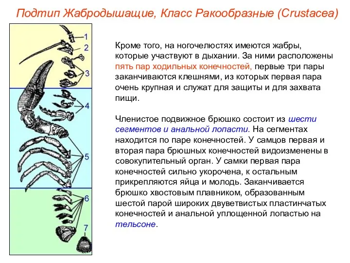 Кроме того, на ногочелюстях имеются жабры, которые участвуют в дыхании.