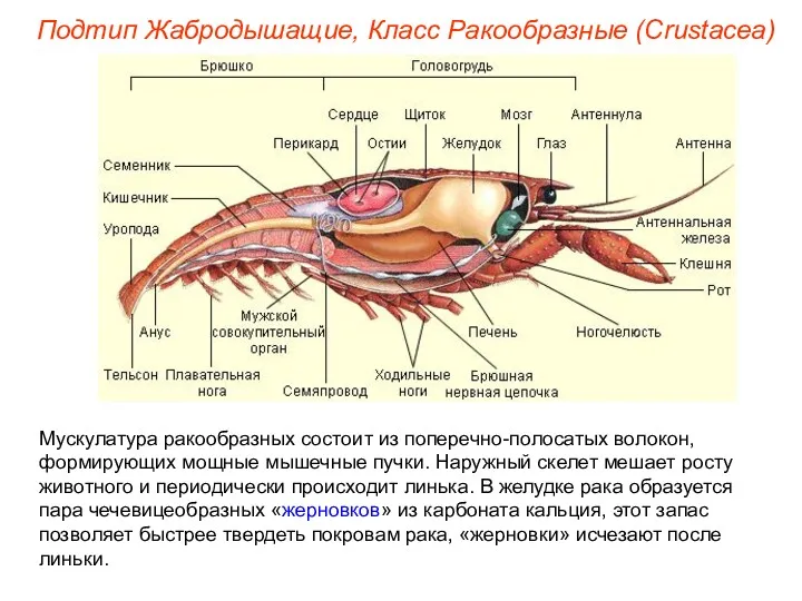 Мускулатура ракообразных состоит из поперечно-полосатых волокон, формирующих мощные мышечные пучки.