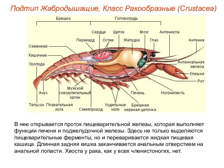 В нее открывается проток пищеварительной железы, которая выполняет функции печени