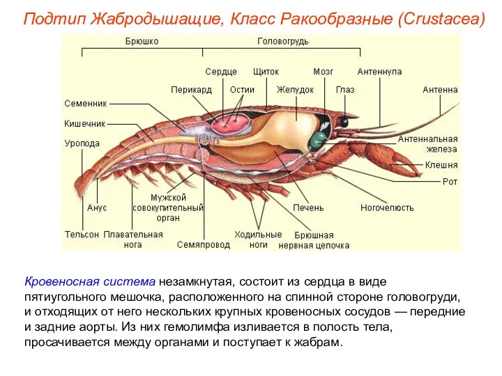 Кровеносная система незамкнутая, состоит из сердца в виде пятиугольного мешочка,