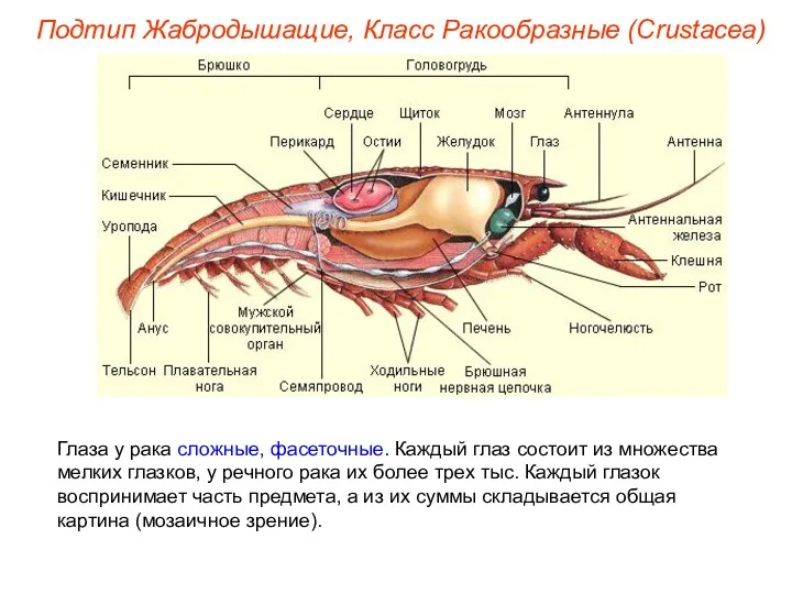 Глаза у рака сложные, фасеточные. Каждый глаз состоит из множества