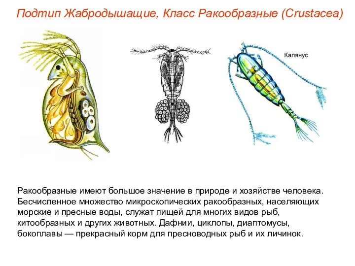 Подтип Жабродышащие, Класс Ракообразные (Crustacea) Ракообразные имеют большое значение в
