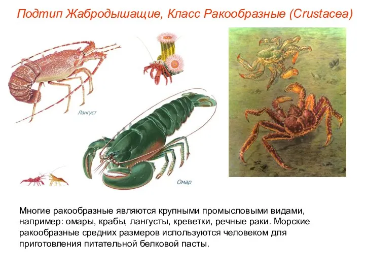 Подтип Жабродышащие, Класс Ракообразные (Crustacea) Многие ракообразные являются крупными промысловыми