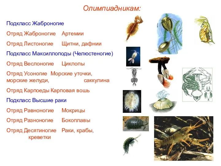 Олимпиадникам: Подкласс Жаброногие Отряд Жаброногие Артемии Отряд Листоногие Щитни, дафнии